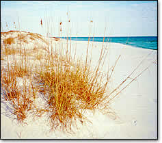 Photo of a Sand Dune on Pensacola Beach